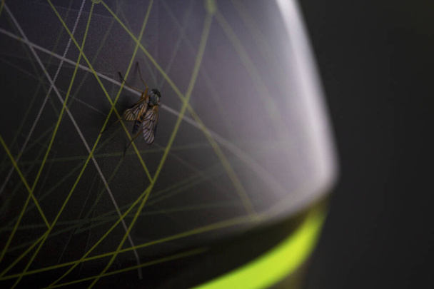 крупним планом муха на шоломі мотоцикла
 - Фото, зображення