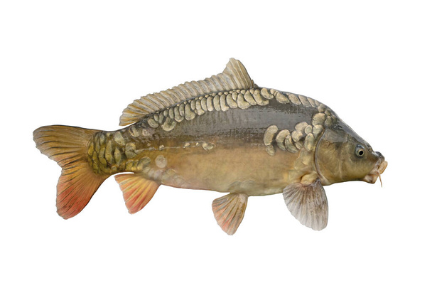 Čerstvé živé zrcadlo kapři ryby izolované na bílém pozadí - Fotografie, Obrázek