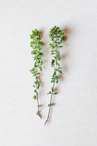 herbes aromatiques et épices lavées et prêtes pour vos recettes, infusions et liqueurs - origan
 - Photo, image