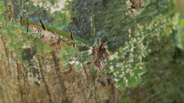 kleine zwarte mieren lopen op boomkurk met heldergroen mos - Video