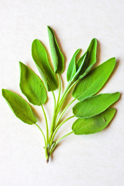 ароматические травы и специи вымыты и готовы к вашим рецептам, для вливаний и ликеров - шалфей
 - Фото, изображение