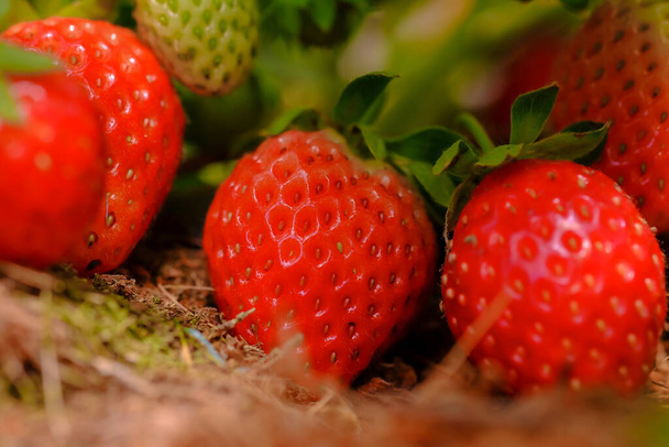 Strawberries red mellow ripe perfect. Healthy fresh strawberries are grown in a greenhouse on an organic farm. Royalty high-quality free stock image of fruit. - Fotografie, Obrázek
