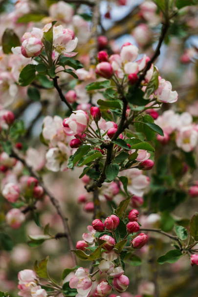 庭の枝にリンゴの木の淡いピンクの花と芽 - 写真・画像