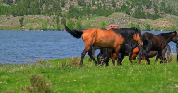 A falka lovak átsétálnak a mezőn a tó között. - Felvétel, videó