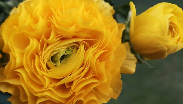 Close up of yellow Ranunculus flower and bud against green blurry background - Photo, Image
