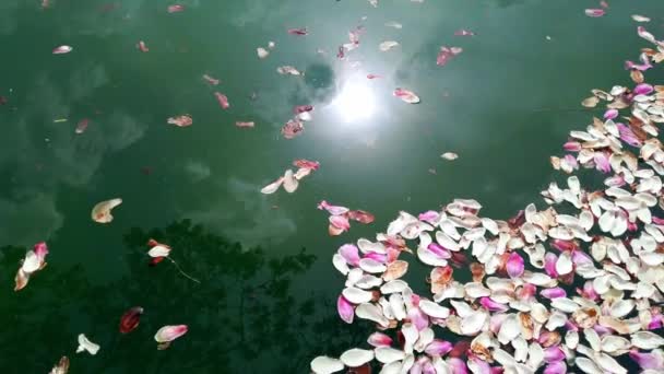 λευκά, ροζ, πέταλα από άνθη μανόλιας στην επιφάνεια του νερού της τεχνητής λίμνης. - Πλάνα, βίντεο
