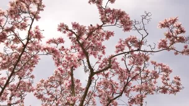 Νόστιμα όμορφα ζωηρά ροζ λουλούδια μανόλια στο φόντο του γαλάζιου ουρανού. - Πλάνα, βίντεο