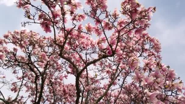 Delicious beautiful vibrant pink magnolia flowers on background of blue sky. - Footage, Video