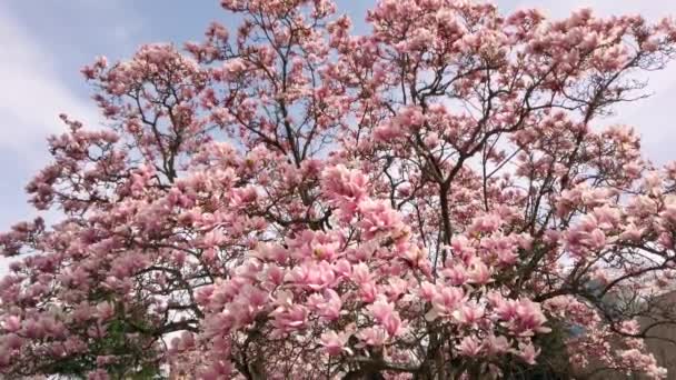 Вкусные красивые яркие розовые цветы магнолии на фоне голубого неба
. - Кадры, видео