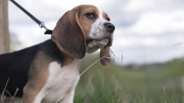 Piękny szczeniak beagle na spacerze po polu - Materiał filmowy, wideo