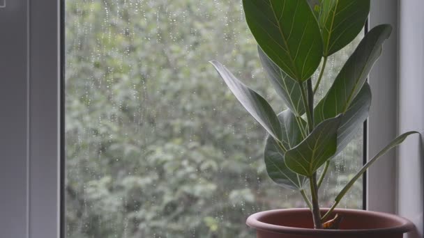 fikus roślin w brązowym doniczce z złych deszczowy letni dzień pogoda poza oknem domu na zielonych drzew rozmazane tło, selektywne skupienie się z bliska pełne hd stock video materiał w czasie rzeczywistym - Materiał filmowy, wideo