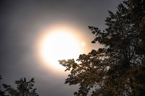 La pleine lune brille à travers le froid du ciel brumeux d'hiver derrière le sommet des pins dans la campagne suédoise, Lappland, Suède du Nord, Umea
 - Photo, image