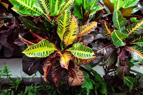 Kolorowe Croton, Variegated Laurel, Close up z liści Croton, roślin na Bali, Croton Leaves jest piękne drzewo ozdobne. Kolorowy Croton pozostawia tło. Żółty, zielony czerwony burgund. - Zdjęcie, obraz