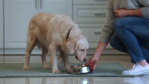 Woman feeding her cute dog in kitchen - Video, Çekim