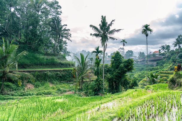 Näkymä trooppisessa laaksossa kuivatulla keltaisella riisillä porrastettu terassi syksyn sadonkorjuun jälkeen, paljon palmuja talvella, sadekausi
. - Valokuva, kuva