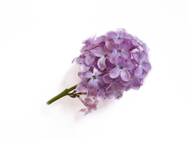 lilac branch isolated on white background - Foto, imagen