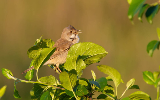 Common Whitethroat, Sylvia communis. The bird sits on the branches of a bush, lit by the rays of the evening sun and sings - Фото, изображение
