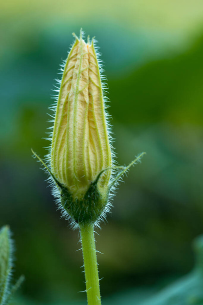 Yellow zuchini or courgette flower close up with green bokeh background - Фото, зображення