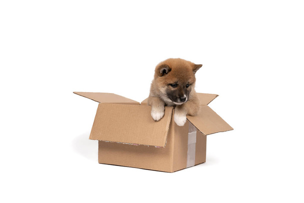 a Shiba Inu puppy sitting in a cardboard box isolated in a white background - Photo, Image
