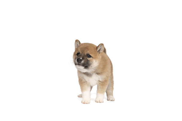 a Shiba Inu puppy standing isolated on a white background with space for tekst copy space - Photo, Image