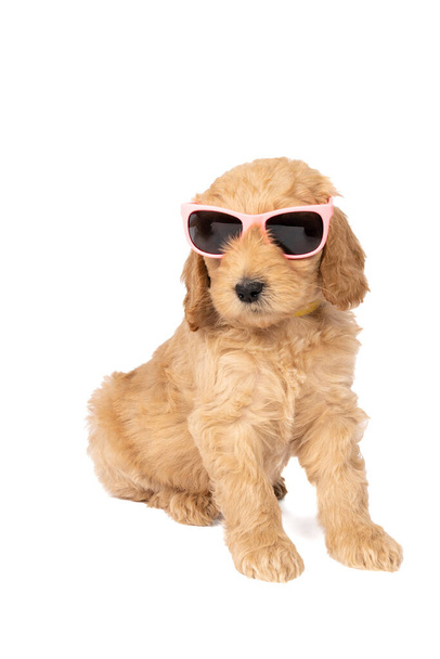 Een schattige labradoodle puppy zittend naar de camera kijkend met een roze zonnebril geïsoleerd op een witte achtergrond met ruimte voor tekst - Foto, afbeelding
