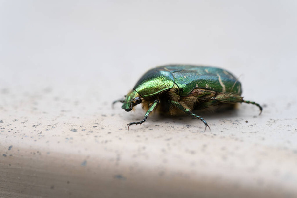 Yeraltındaki yeşil bir metalik böceğin (Cetonia aurata) yakın plan görüntüsü. - Fotoğraf, Görsel