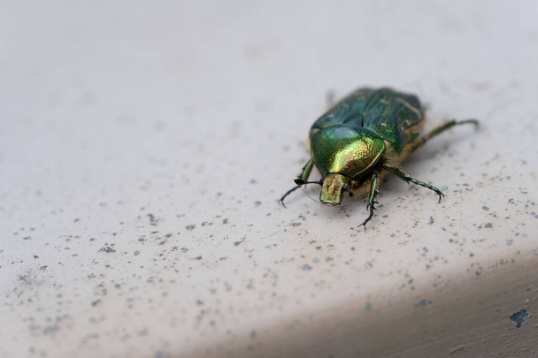 Yeraltındaki yeşil bir metalik böceğin (Cetonia aurata) yakın plan görüntüsü. - Fotoğraf, Görsel