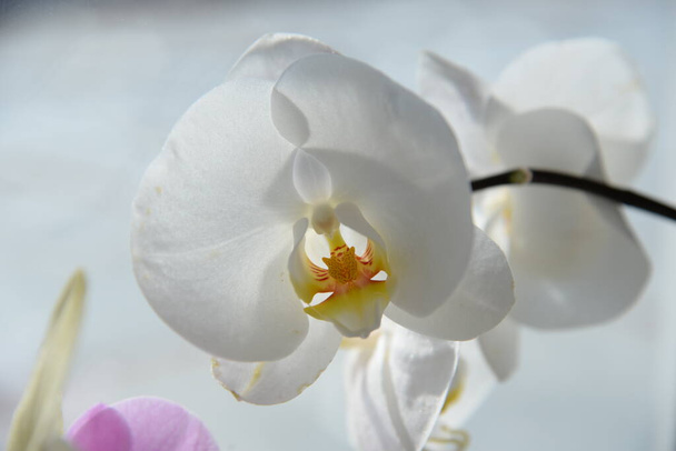 Zozuliantsev of Orchidaceae (Orchidaceae) - het thuisland van eenjarige terrestrische of epifytische eenjarige planten (in de tropen) - Foto, afbeelding