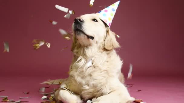Lindo perro en sombrero de fiesta y confeti cayendo sobre fondo de color
 - Metraje, vídeo