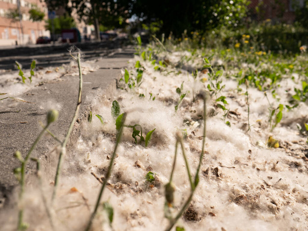 Λευκό χνούδι (Vilanos de poppo) σχηματίζοντας ένα στρώμα βαμβακιού στο έδαφος μεταξύ του χόρτου ενός κήπου - Φωτογραφία, εικόνα