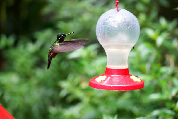 Kolibrie eten en vliegen in Costa Rica - Foto, afbeelding