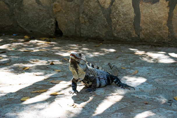 Foto de un reptil junto a la playa
 - Foto, Imagen