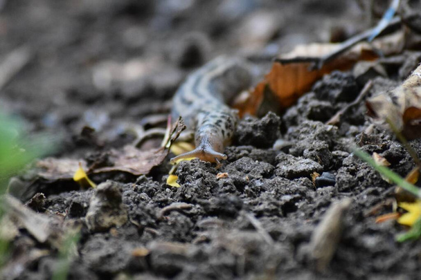 a Tiger-slug in the Garden - Photo, Image