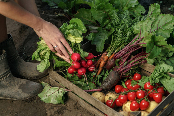Farmer folding fresh vegetables in wooden box on farm at sunset. Woman hands holding freshly bunch harvest. Healthy organic food, vegetables, agriculture, close up - Photo, Image