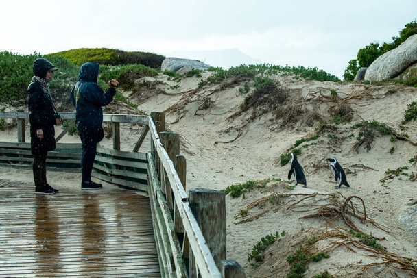 Glückliche Touristen beobachten Pinguine am Strand in natürlicher Umgebung - Foto, Bild