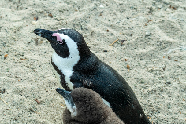 Junge Pinguin-Küken lernen Erwachsenenleben am Strand der Familie - Foto, Bild