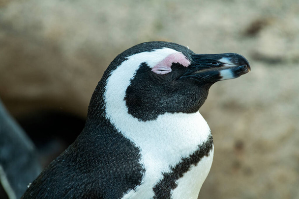 спектральний пінгвін ходить навколо і ретельно оглядає свій пляж
 - Фото, зображення