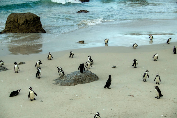 ранкова група фітнес-тренування пінгвіна на їх піщаному пляжі
 - Фото, зображення