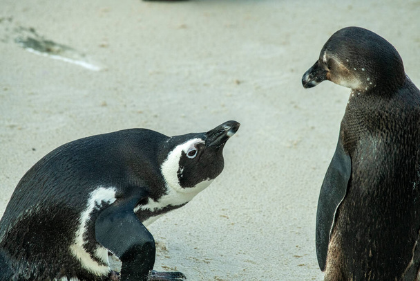 para pingwinów i trudne relacje w rodzinie - Zdjęcie, obraz