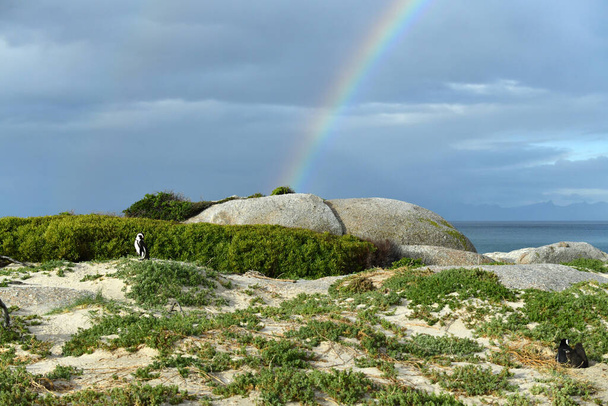 tęcza nad słoneczną i zieloną plażą, gdzie żyją pingwiny - Zdjęcie, obraz