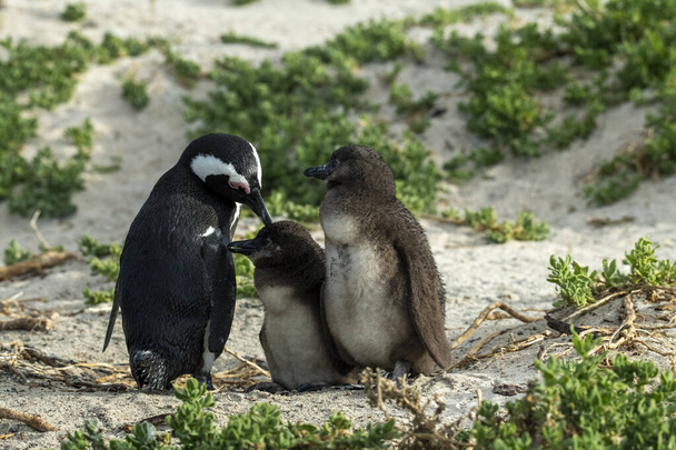 Пінгвін виховує своїх кричущих курчат, які чекають на повернення мами. - Фото, зображення
