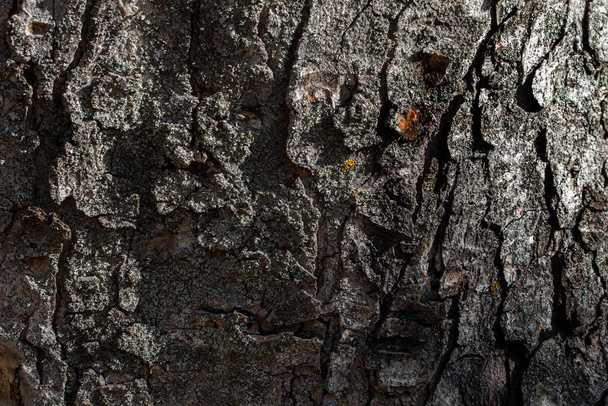 The texture of the tree bark. - Photo, Image
