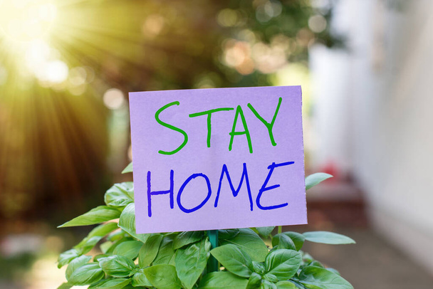 手書きテキスト｜Stay Home.活動のために外出せず、家や家の中にいることを意味する概念空の紙は棒に取り付けられ、緑の葉の植物に置かれます. - 写真・画像
