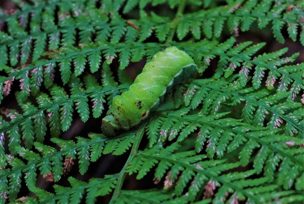 Зеленая гусеница замечена на папоротнике в Вогезах, Франция
 - Фото, изображение