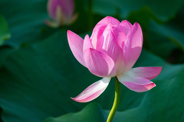 Close-up of beautiful pink waterlily lotus flower, nature stock photo - Фото, изображение