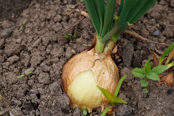 Primer plano de cultivo de cebolla en el jardín. Cebolla en flor en el suelo
. - Foto, imagen