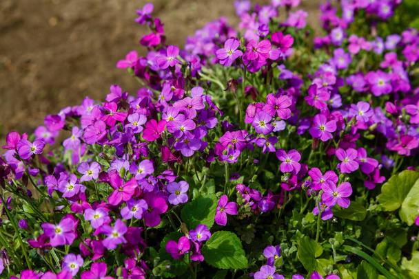 fioletowy aubrieta kwiaty w jasnym słońcu - Zdjęcie, obraz