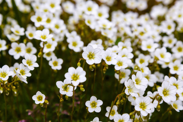 flores brancas florescendo de Saxifraga bryoides
  - Foto, Imagem