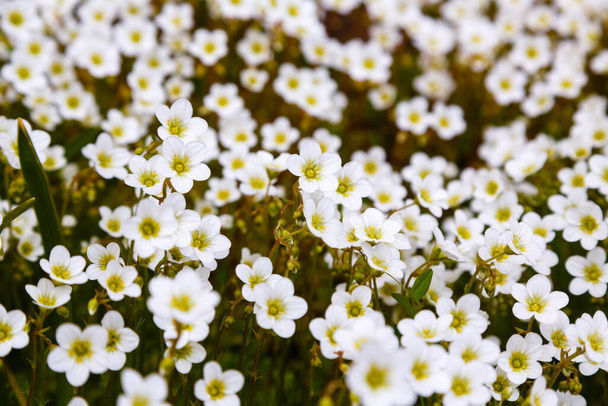flores brancas florescendo de Saxifraga bryoides
  - Foto, Imagem