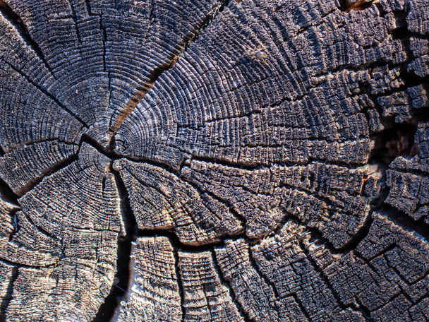 Естественная текстура дерева. Старый ствол дерева с различными текстурами
 - Фото, изображение